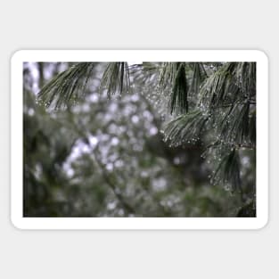 Pine Branch Border Sticker